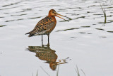 Black-tailed Godwit (Limosa limosa islandica)