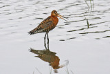 Black-tailed Godwit (Limosa limosa islandica)