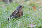 Fieldfare (Turdus pilaris)