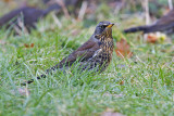 Fieldfare (Turdus pilaris)