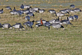 Red-breasted Goose (Branta ruficollis)
