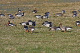 Eurasian White-fronted Goose (Anser albifrons albifrons)