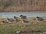 Green-winged Teal DSCN4410.jpg