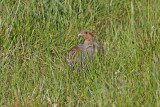 Grey Partridge (Perdix perdix)
