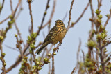 Meadow Pipit (Anthus pratensis)