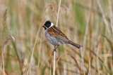 Reed Bunting (Emberiza schoeniclus)