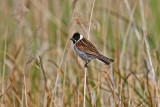Reed Bunting (Emberiza schoeniclus)
