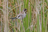 Reed Bunting (Emberiza schoeniclus)