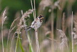 Reed Bunting (Emberiza schoeniclus)