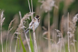 Reed Bunting (Emberiza schoeniclus)