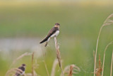 Sand Martin (Riparia riparia)