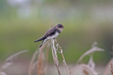 Sand Martin (Riparia riparia)