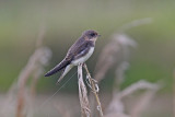 Sand Martin (Riparia riparia)