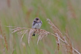 Sand Martin (Riparia riparia)