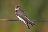 Sand Martin (Riparia riparia)
