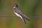 Sand Martin (Riparia riparia)