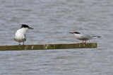Sandwich Tern (Sterna sandvicensis)