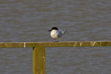 Sandwich Tern (Sterna sandvicensis)