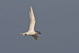 Sandwich Tern (Sterna sandvicensis)
