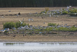 Sandwich Tern (Sterna sandvicensis)
