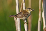 Sedge Warbler (Acrocephalus schoenobaenus)