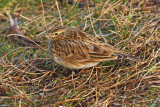 Skylark (Alauda arvensis)