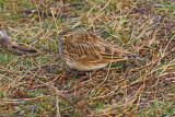 Skylark (Alauda arvensis)