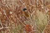 Stonechat (Saxicola torquata rubicola)