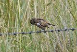 Stonechat (Saxicola torquata rubicola)