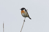 Stonechat (Saxicola torquata rubicola)