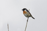 Stonechat (Saxicola torquata rubicola)