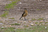 Stonechat (Saxicola torquata rubicola)
