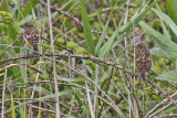 Stonechat (Saxicola torquata rubicola)
