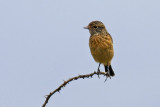 Stonechat (Saxicola torquata rubicola)
