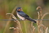 Barn Swallow (Hirundo rustica)