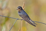 Barn Swallow (Hirundo rustica)