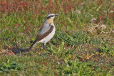 Greenland Wheatear (Oenanthe oenanthe leucorhoa)