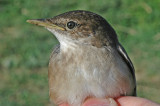 Savis Warbler (Locustella luscinioides)