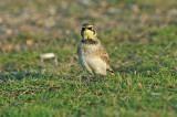 Shorelark (Eremophila alpestris flava)