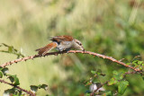 Red-backed Shrike (Lanius collurio)