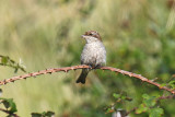 Red-backed Shrike (Lanius collurio)