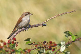Red-backed Shrike (Lanius collurio)