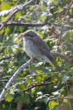 Red-backed Shrike (Lanius collurio)