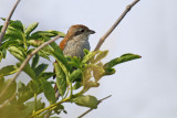 Red-backed Shrike (Lanius collurio)