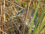 Green Heron (Butorides virescens)