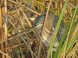 Green Heron (Butorides virescens)