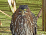 Green Heron (Butorides virescens)