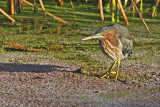 Green Heron (Butorides virescens)