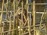 Jack Snipe (Lymnocryptes minimus)