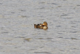 King Eider (Somateria spectabilis)